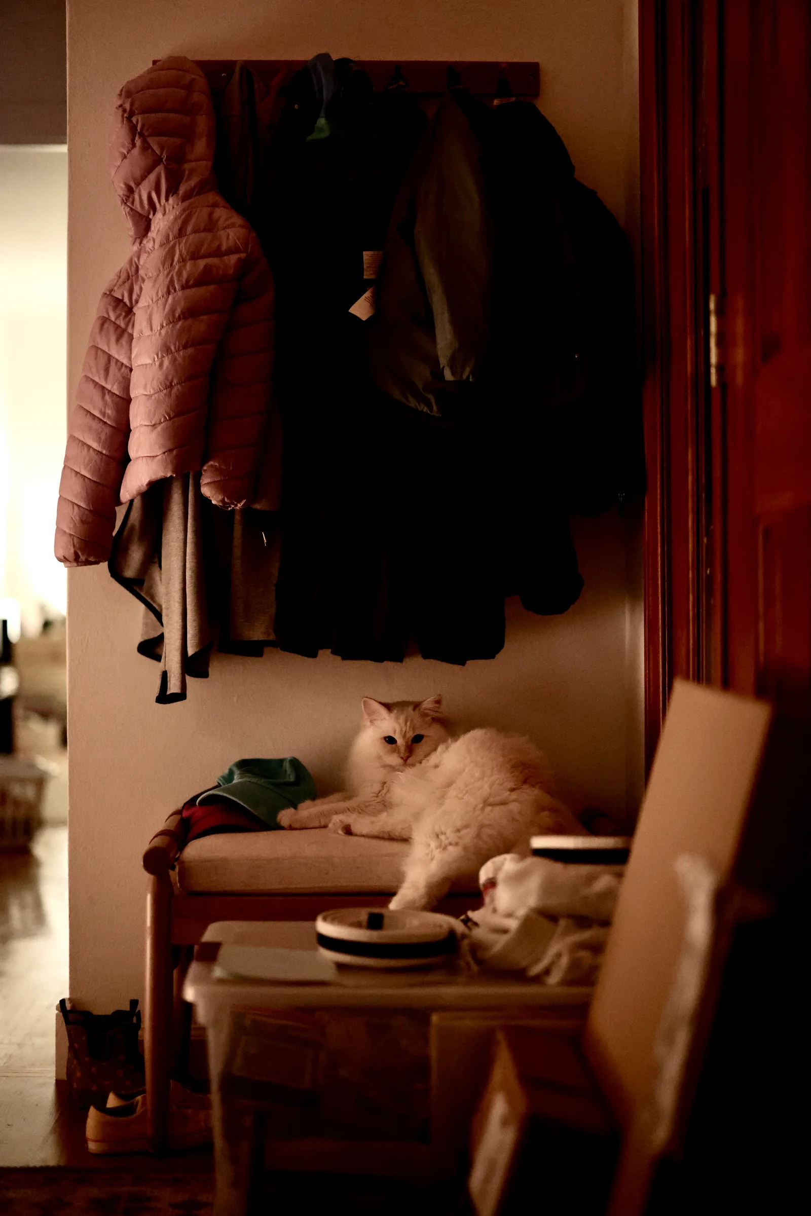 A cream-colored cat reclining on a chair beneath a row of coats