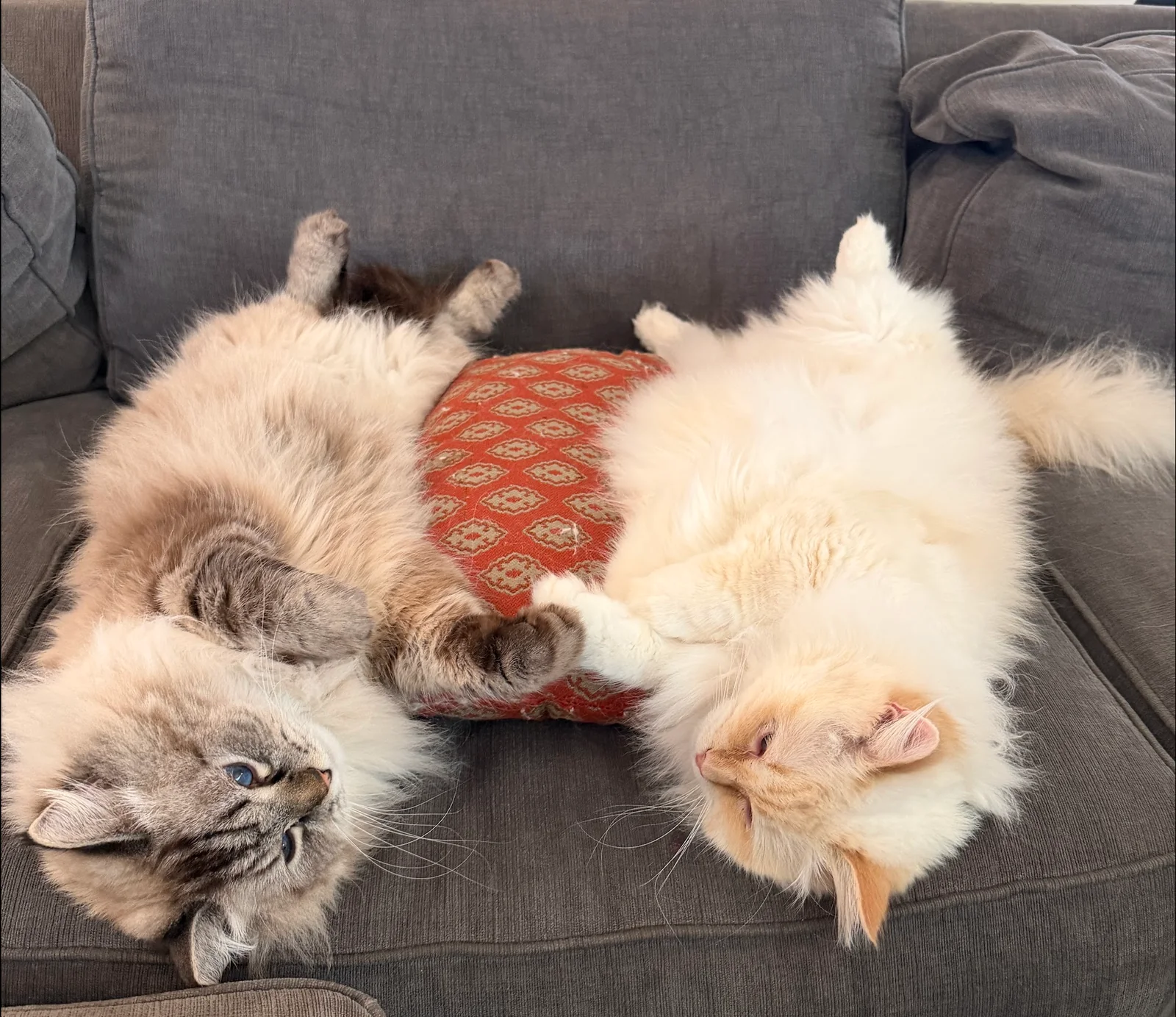 Toast and Peach stretched out on their backs, sharing a couch cushion